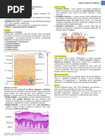 pele roteiro da aula.pdf