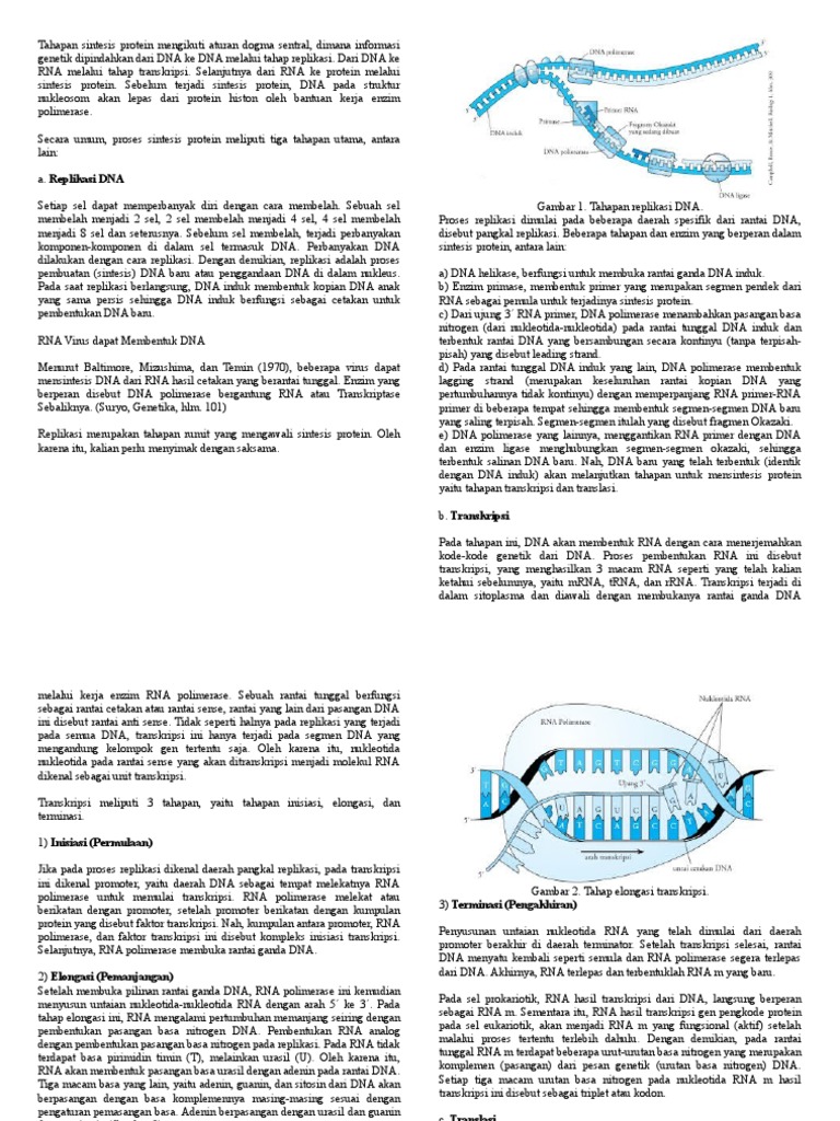 Tahapan Sintesis Protein dalam Sel | PDF