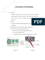 Epidermis PDF