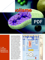 Le Métabolisme