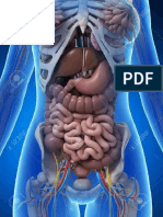 3D  Human internal organs skeleton structure.pdf