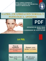 Piel, Cicatrización, Apositos. Seminario 5 PDF