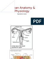 Human Anatomy & Physiology: Reproductive System