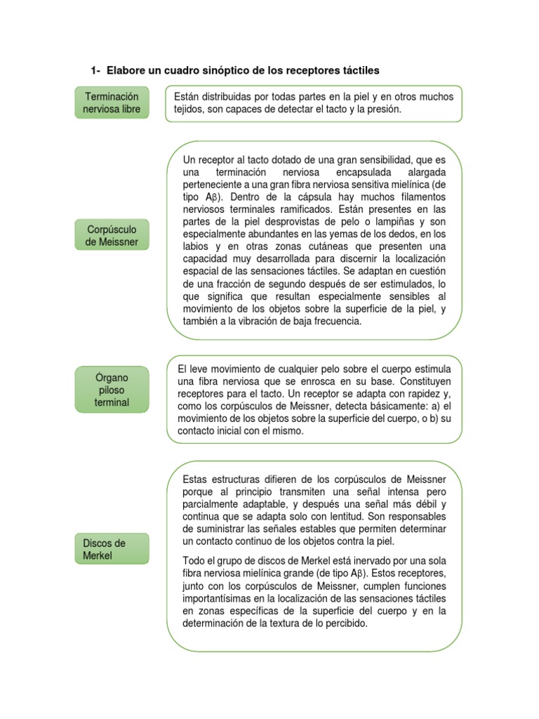 Cuadro Sinoptico Piel Sistema nervioso
