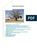 Baobá - A árvore milenar da África