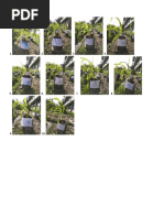 238923378 MAKALAH Tumpang Sari Tanaman Jagung Kedelai 238923378 MAKALAH Tumpang Sari Tanaman Jagung Kedelai