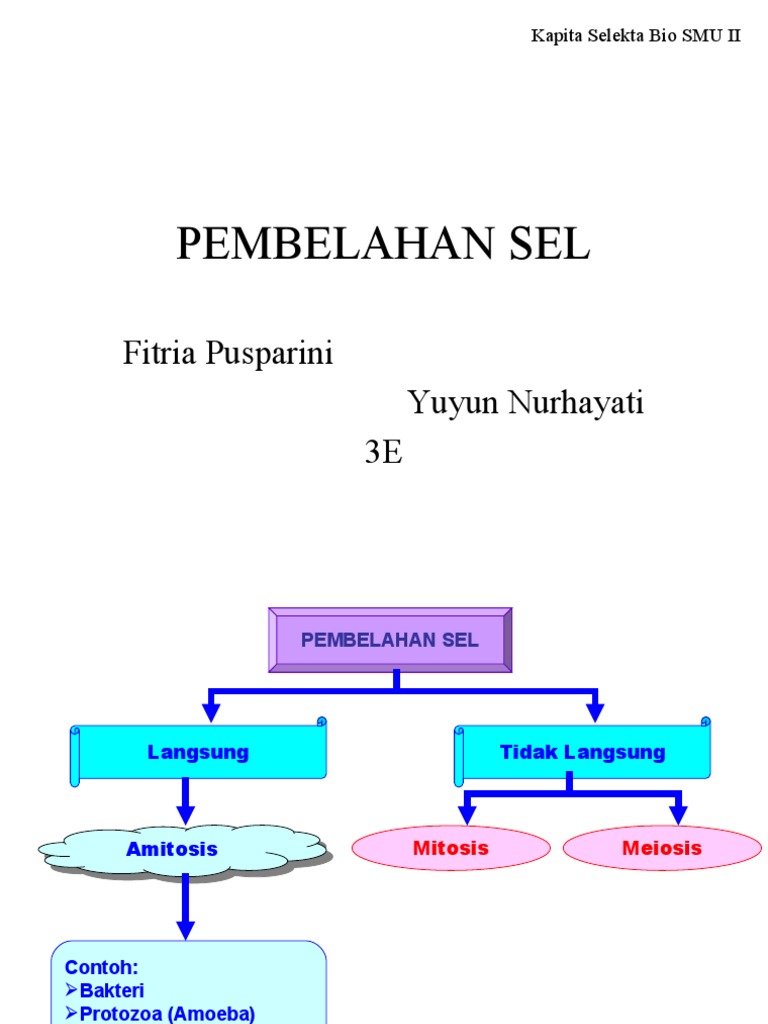 Gambar Pembelahan Sel Meiosis - Kumpulan Gambar Menarik 