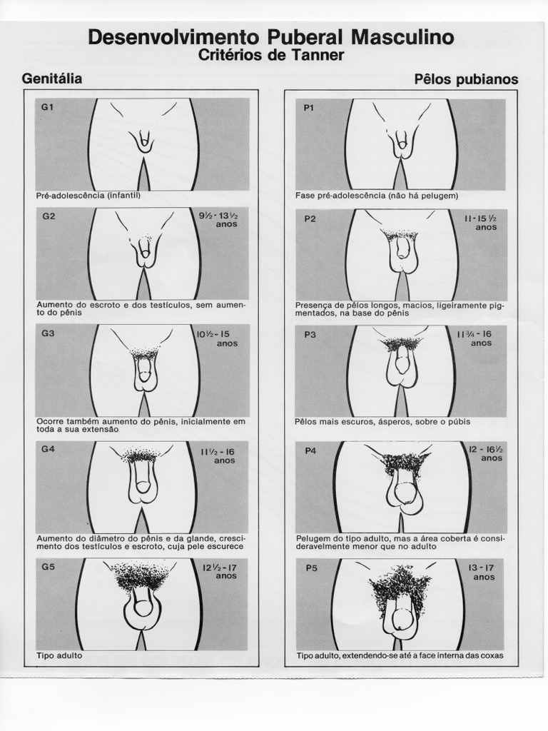 Estágios de Tanner no Desenvolvimento Masculino | PDF | Anatomia sexual |  Sistema reprodutivo animal, image size:768x1024