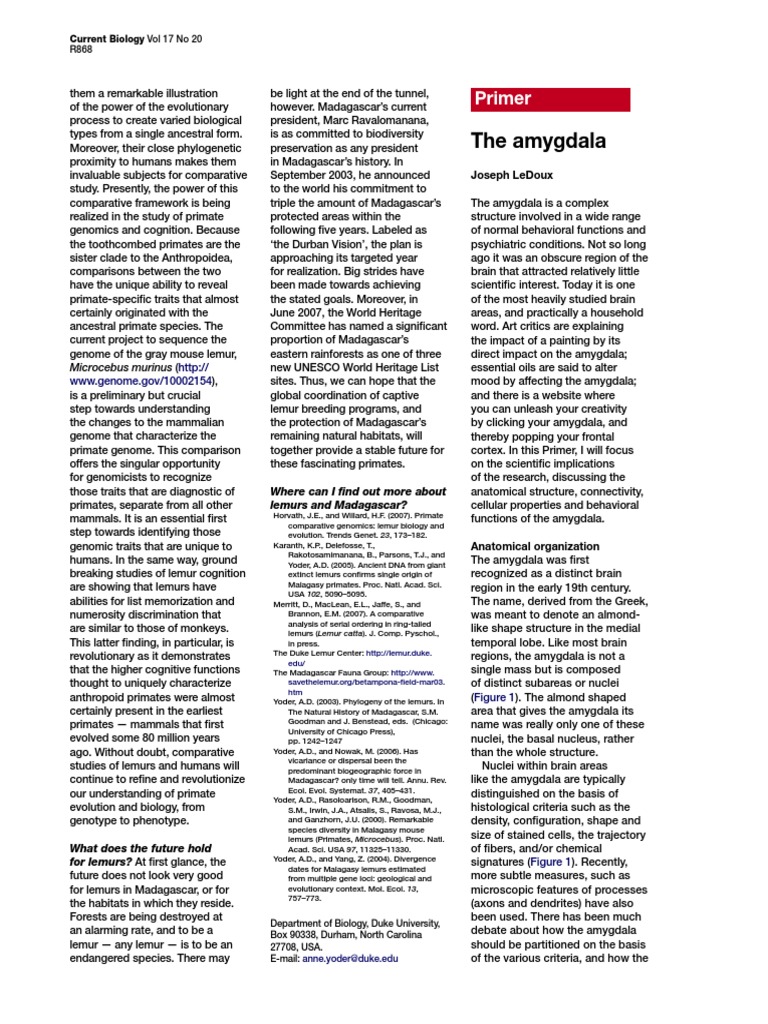 The Amygdala PDF | PDF | Long Term Potentiation | Amygdala