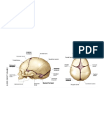 anatomy notes.pdf