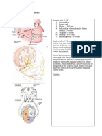 Bell's Palsy Anatomi