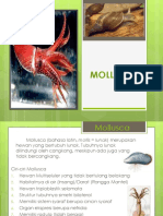 Molluscaa