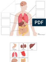 Free - Body Organs Matching & Puzzles PDF