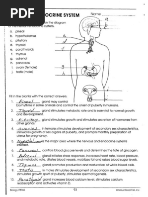 The Human Endocrine Answers | PDF