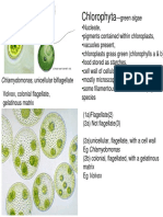 Chlorophyta: Chlamydomonas, Unicellular Biflagellate