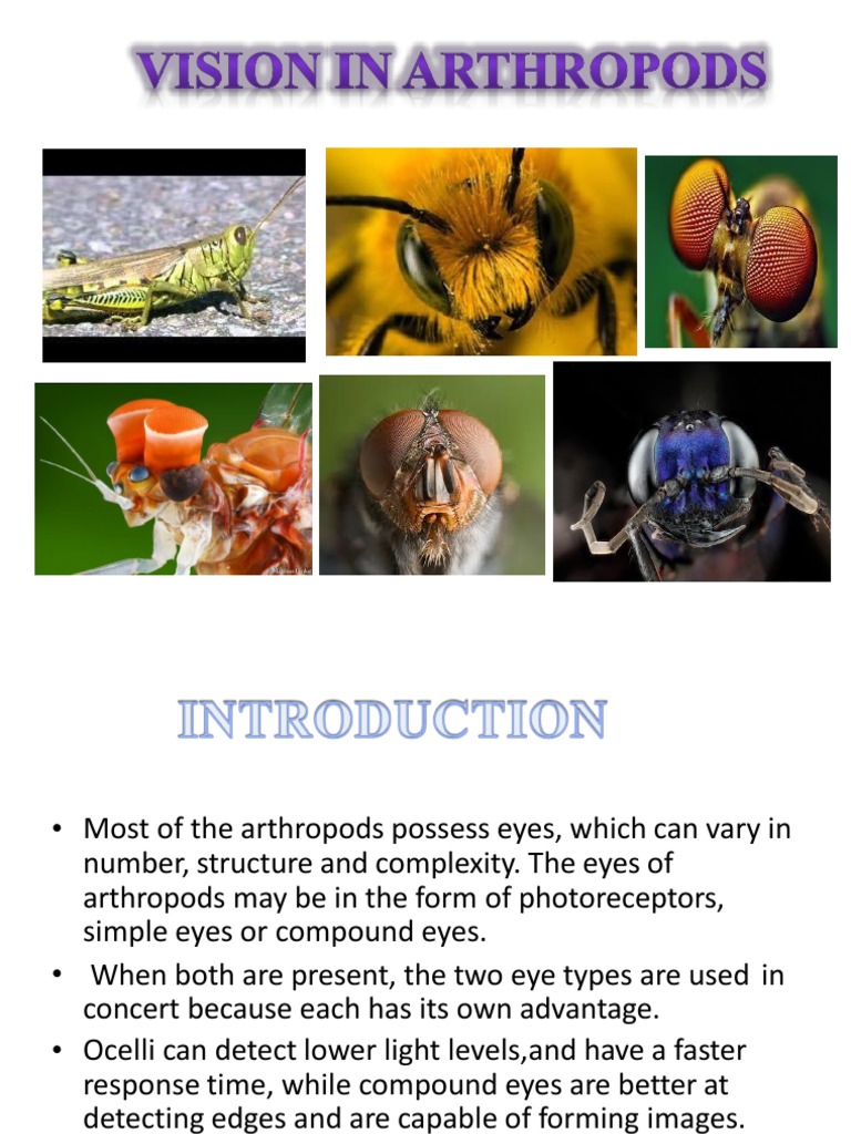 Mechanism of Vision in Arthropoda | PDF | Eye | Face
