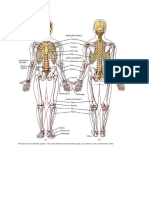 Skeletal System