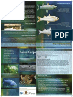 Asian Carp Brochure