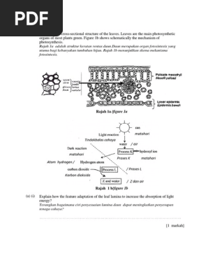 Bio Cuti Pdf Leaf Photosynthesis