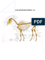 Osteologia Prática - 01