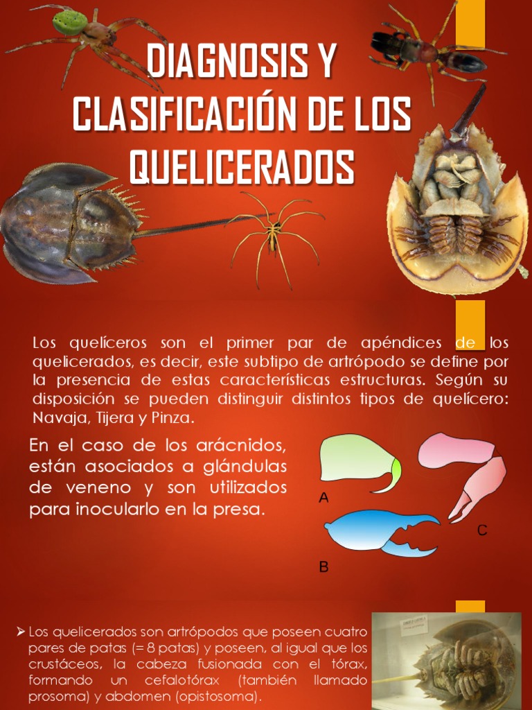 Clasificación de Quelicerados | PDF | Araña | Artrópodos