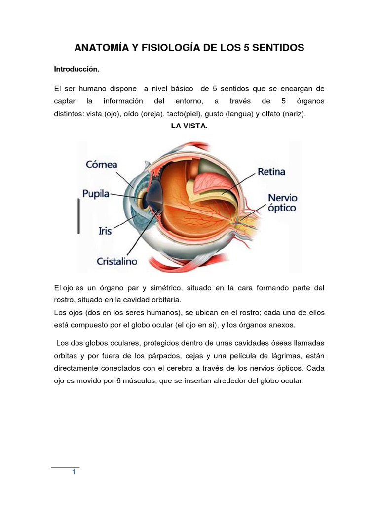 Anatomía Y Patologías De Vista Y Oído Pdf Oído Ojo Humano