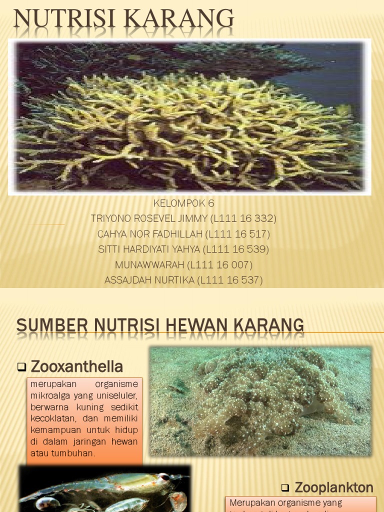 Nutrisi Karang Kelompok 6
