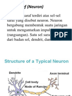Sel Saraf (Neuron)