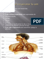 Sistemul Respirator La Om