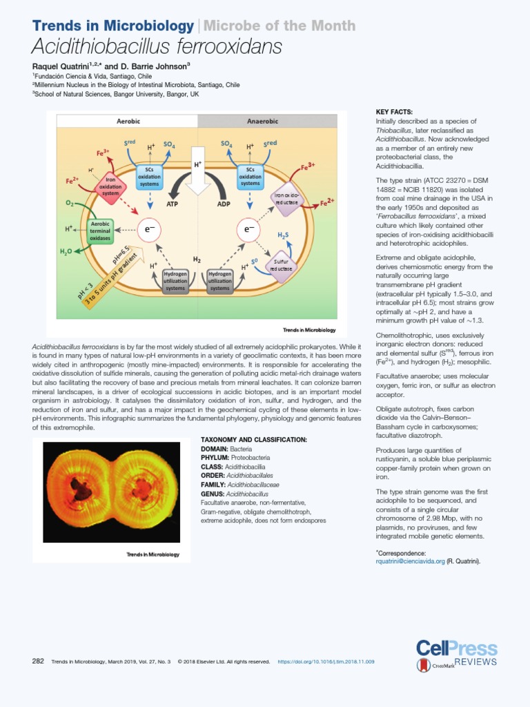 Acidithiobacillus Ferrooxidans | PDF | Prokaryote | Microbiology