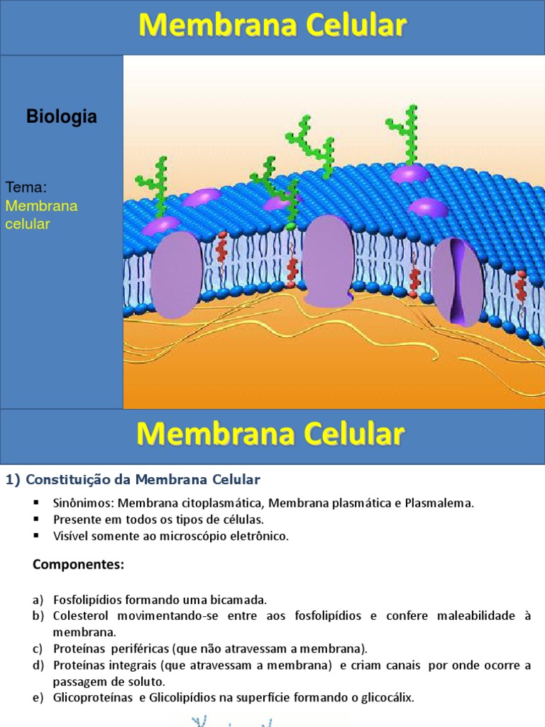 Constituição e Funções da Membrana Celular | PDF | Membrana celular ...