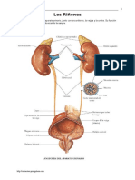 Renal.doc