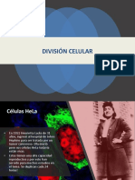 División Celular