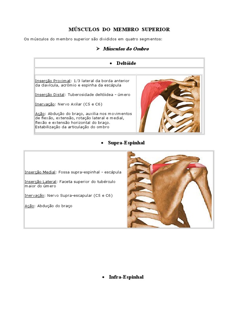 1 MÚSCULOS Do Membro Superior Ombro | PDF | Ombro | Membros (anatomia), image size:768x1024