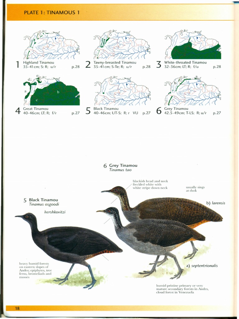 Overview of Tinamou Species | PDF | Paravians | Dinosaurs