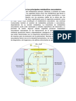 1er. Tarea Rutas Biosintéticas