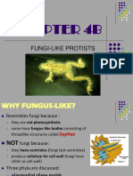 CHAPT. 4B - Fungi-Like Protists