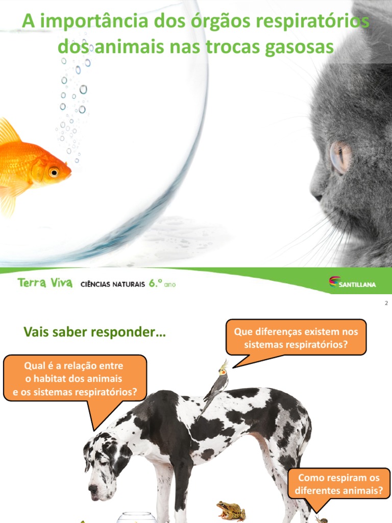 Sistemas Respiratórios Animais | PDF | Brânquia | Respiração