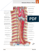 Autonomic Nerves in Thorax : Lungs Plate 206
