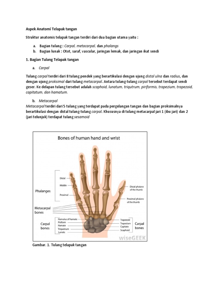 Aspek Anatomi Telapak Tangan PDF