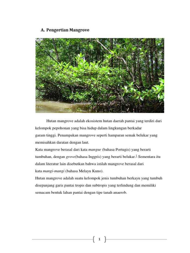 Contoh Teks Laporan Hasil Observasi Tentang Hutan Mangrove
