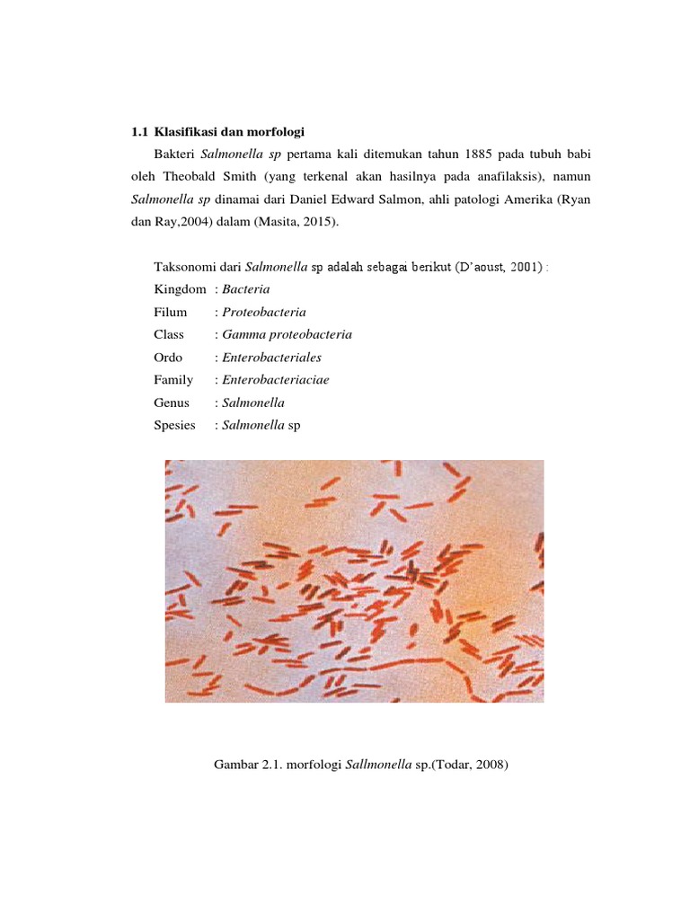 Morfologi Salmonella