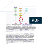 Metabolismo.docx