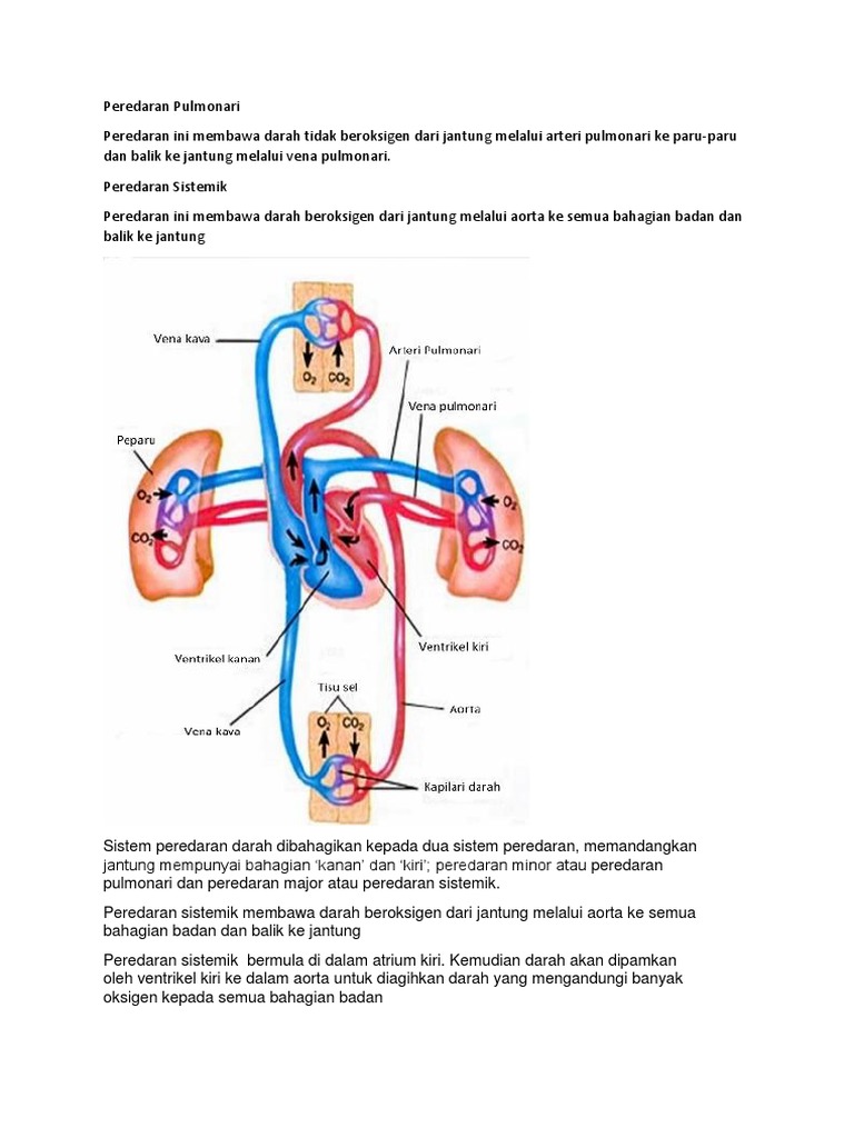 Kitaran Pulonari Sistemik Peredaran Pulmonari