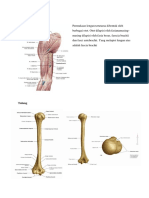 anatomi lengan atas.docx