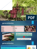 Manejo Agronómico Del Frijol