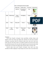 Pembahasan Mutan Drosophila