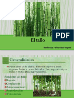 El Tallo Morfologia PDF