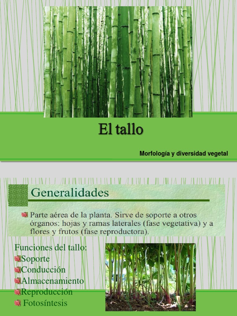 Morfología y Tipos de Tallo en Plantas | PDF | Tallo de la planta | Hoja