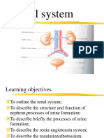 Renal-System PPT 2019
